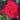 Rose - Double Knock Out