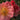 Rose - All the Rage