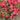 Rose - Como Park