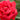 Rose - Como Park