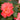 Rose - Coral Cove