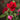Rose - Kashmir