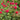 Rose - Kashmir