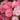 Rose - Pinktopia