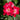 Rose - Screaming Neon Red