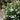 Rose - Snowdrift