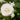 Rose - Snowdrift