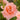 Rose - Sweet Fragrance