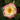 Rose - Campfire