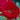 Rose - Hope For Humanity