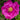Rose - Lotty's Love