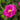 Rose - Lotty's Love