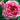 Rose - Morden Centennial
