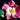 Rose - Nearly Wild