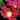 Rose - Rugosa