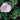 Rose - Snow Pavement