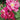 Rose - William Baffin