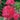 Rose - Winnipeg Parks