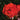 Rose - Coral Drift