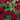 Rose - Grace N' Grit