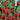 Raspberry - Boyne