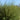 Willow - Dwarf Blue Leaf Arctic