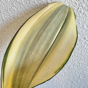 Snake Plant - Ghost