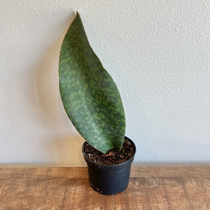Snake Plant - Whale Fin