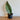 Snake Plant - Whale Fin