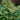 Spirea - Sem Ash Leaf