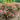 Spirea - Double Play Doozie
