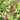 Spirea - Goldmound
