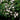 Spirea - Tor Birchleaf