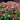 Spirea - Magic Carpet