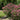 Spirea - Superstar