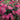 Spirea - Anthony Waterer