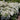 Spirea - Renaissance Bridalwreath