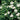 Spirea - Japanese White