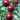 Plum - Superior