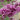 Lilac Tree - Bloomerang Dark Purple