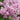 Lilac - Bloomerang Purpink Reblooming