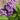 Lilac - Declaration