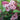 Lilac - Miss Canada