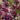 Lilac - Virtual Violet