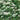 Lilac Japanese Tree - Ivory Silk