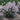 Lilac - Dream Cloud Manchurian