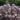 Lilac - Dream Cloud Manchurian