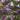 Lilac - Albert F. Holden
