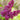 Lilac - Charles Joly