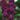 Lilac - Ludwig Spaeth